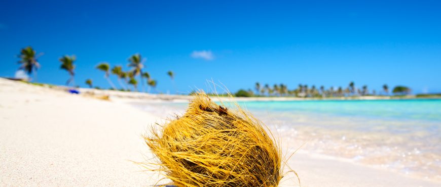 Coconut on the tropical white sand beach