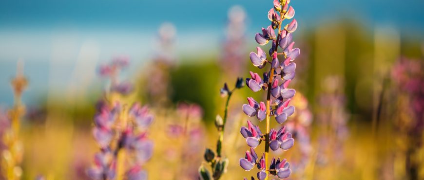 Wild Flowers Lupine In Summer Field Meadow At Sunset Sunrise. Close Up. Copyspace. Lupinus, Commonly Known As Lupin Or Lupine, Is A Genus Of Flowering Plants In The Legume Family, Fabaceae.